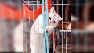 Baby Cats - Cute and Funny Cat Videos Compilation #2 Cute Pets