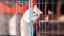 Baby Cats - Cute and Funny Cat Videos Compilation #2 Cute Pets