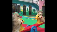 Animals SOO Cute! Cute baby Animals Videos Compilation  Cutest Moment Of The Animals