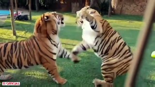 Awesome Funny Animals' Life Videos   Funniest Pets 2020