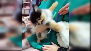 Baby dogs  - Cute and Funny Cat Videos Compilation #5 Cute Pets