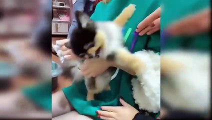 Baby dogs  - Cute and Funny Cat Videos Compilation #5 Cute Pets