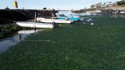 제주 동부 해안가 파래 습격...악취 진동 / YTN