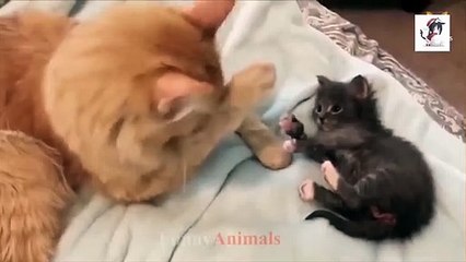 Mother Cat and Kittens   Cute Compilation