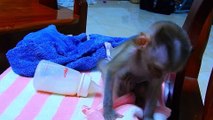 DSCN1542= Little Baby AVA Monkey Sleeping Drinking Milk