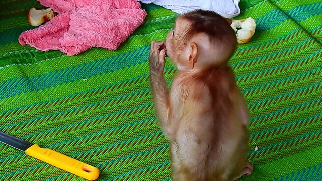 DSCN1568=Million Thirsty !!!! Adorable Baby ALDO Monkey Drinking Fresh Water Near Empty