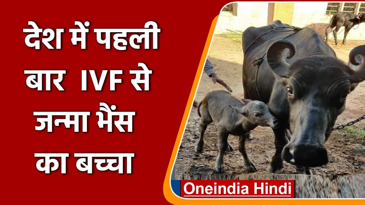 India में पहली बार IVF तकनीक से जन्मा बन्नी नस्ल की Buffalo का बछड़ा | वनइंडिया हिंदी