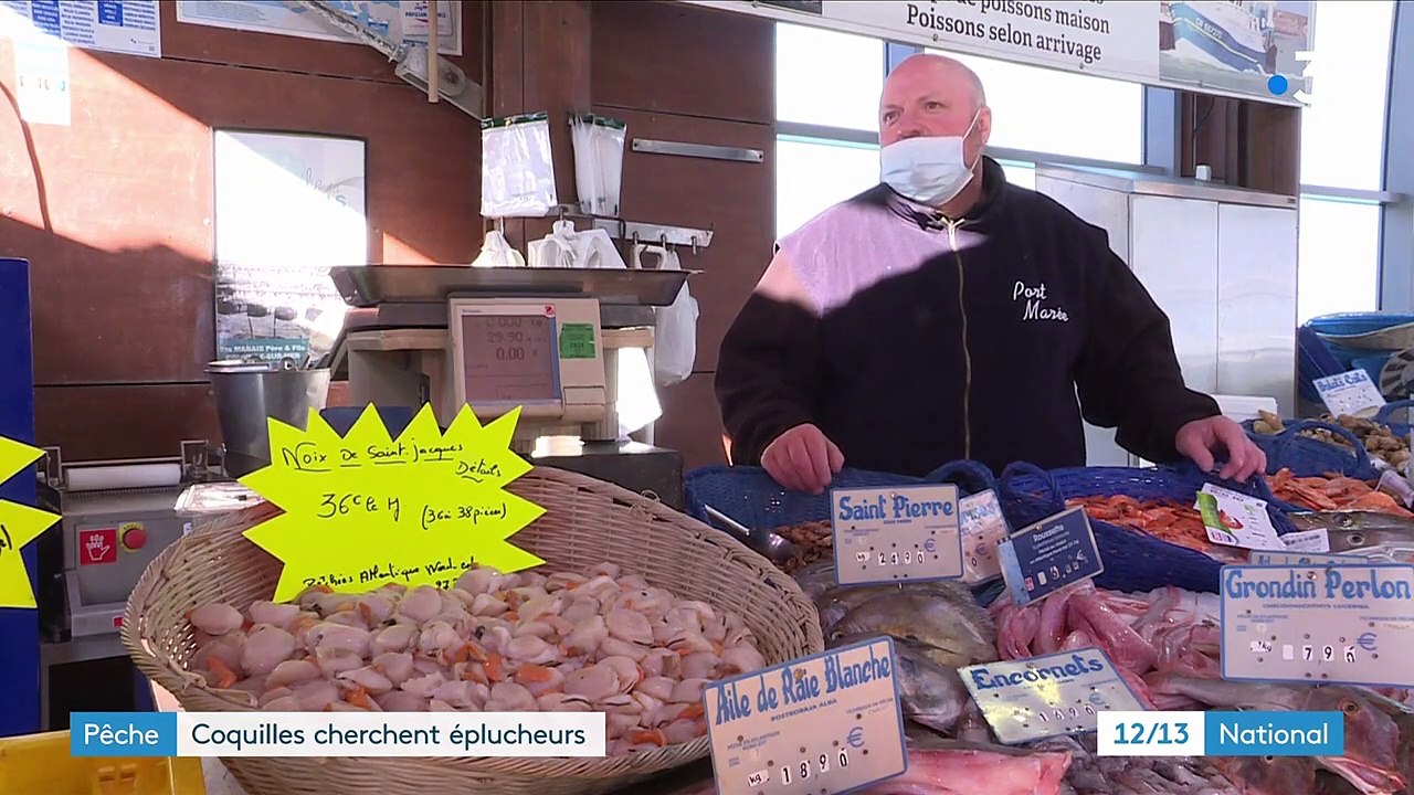 Calvados : à la pêche aux candidats pour éplucher les Saint-Jacques