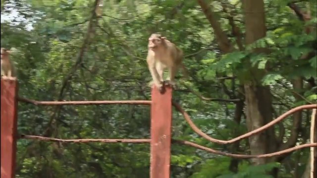 Fake Snake Prank Monkeys Dog Very Funny _ Dogs And Monkeys Big Surprises of fake snake prank