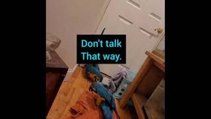 Conversation With Macaws