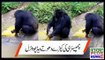Chimpanzee Washing Clothes like Human | Chimpanzee washing.............Indus Plus News Tv