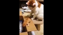 Baby Cats - Cute Cats - Adorable Cats - Funny Cats Compilations PART 5