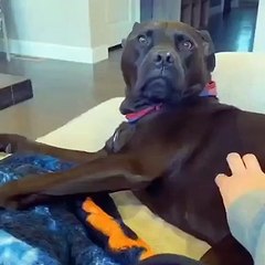 Cute American Bully - PITBULL - Bulldogs -BEST VIDEO COMPILATION ABOUT AMZING DOGS