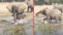 Yavrusunu korumak isteyen filin timsahla mücadelesi nefes kesti