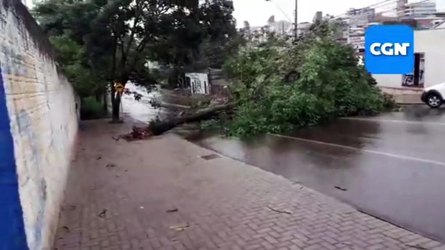 Árvore de grande porte cai e bloqueia Rua Cuiabá, na Neva