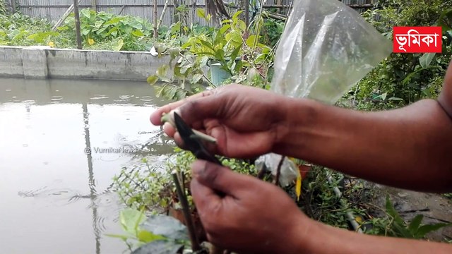 আম গাছের কলম চারা গাছে কলম পদ্ধতি