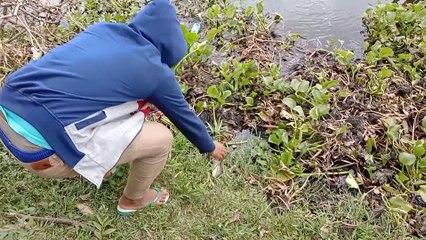 Mancing di danau yang banyak eceng gondok ternya malah banyak ikannya