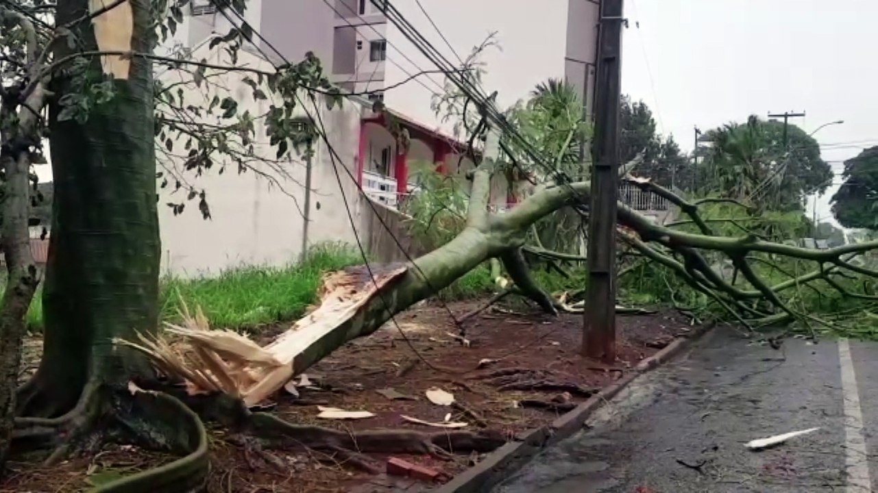 Árvore cai e bloqueia parte da Rua Antonina, no Centro