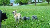 Brave Chihuahua protects Kittens