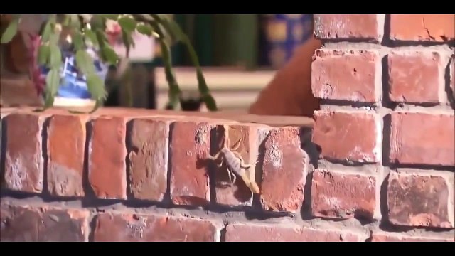 National Geographic Wild - Deadly Scorpions - Documentary HD 2017