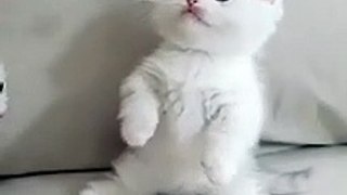 funny cats and cute kittens playing