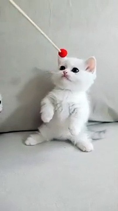 funny cats and cute kittens playing