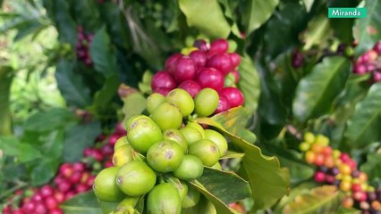 Cultivando Patria | Producción de hortalizas y frutales desde El Jarillo