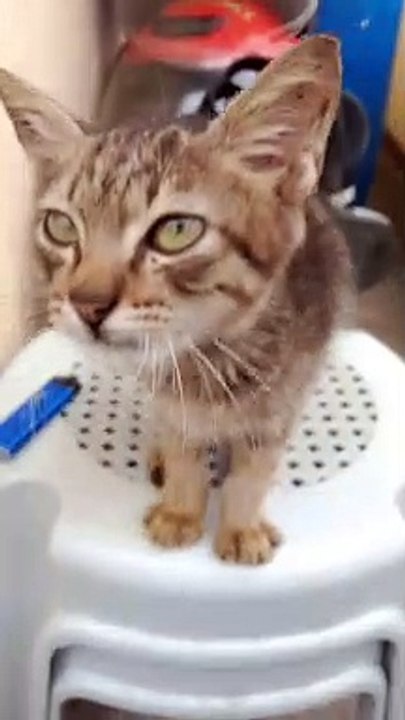 adopted mingming video