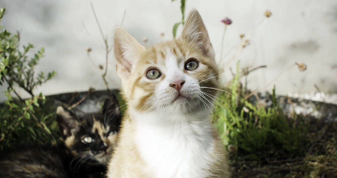 kucing manis