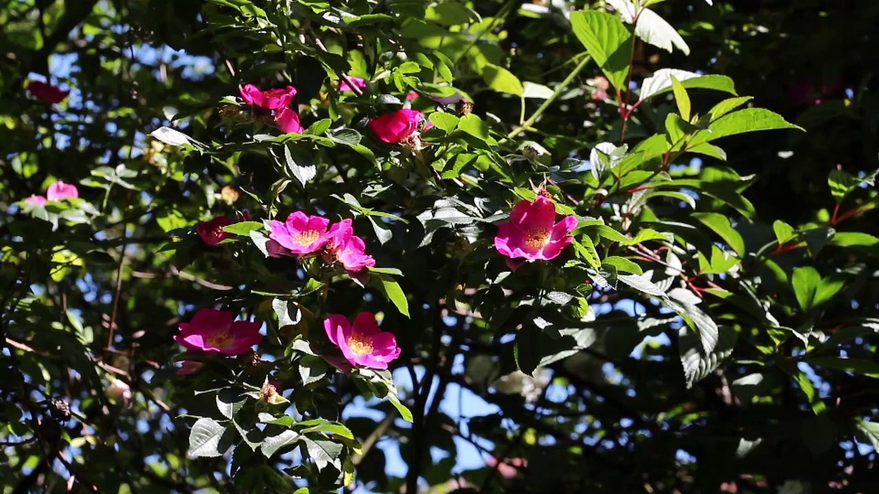 Robuste, pflegeleichte rosen