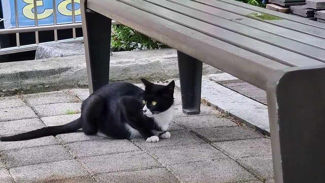 行方不明の猫と似ている猫