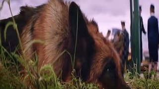 Heart touching story, Movie A dog named palma please don't abandoned dogs