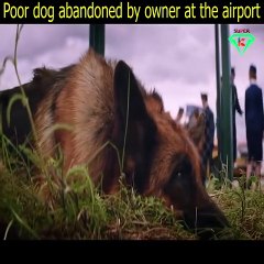 Heart touching story, Movie A dog named palma please don't abandoned dogs