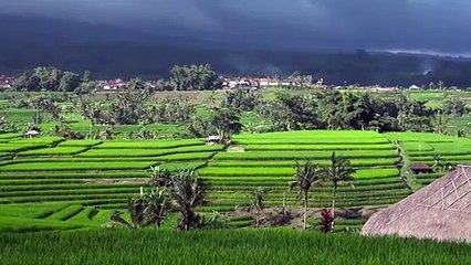 jatiluwih rice terrace Bali part 5