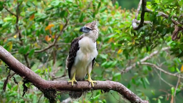 Relaxing Music Sleep Rain - Rain Sounds, Calming Music, Piano, 9 minute