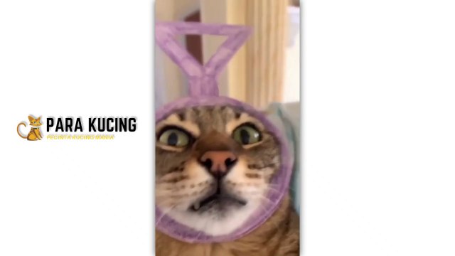 Funny cat Cute Cat Kucing Lucu Kucing Imut | 30 Cat Videos From Tiktok & Reels | #EPISODE2