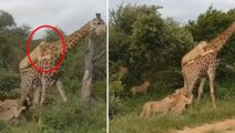 6 aç aslan aynı anda zürafaya saldırdı! Sonrasını kimse tahmin edemedi