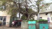 7 asırlık çınar ağacı bakımsızlıktan yok olma tehlikesiyle karşı karşıya
