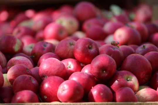 Kastamonu'da yaklaşık 23 bin ton elma rekoltesi bekleniyor