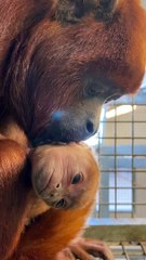Pablo, the new arrival at Yorkshire Wildlife Park