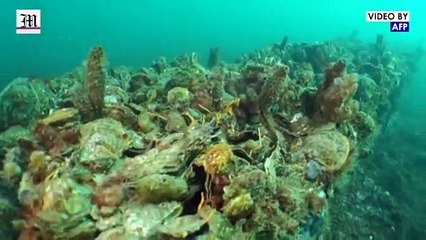 Threatened with extinction, the flat oyster could return to the table