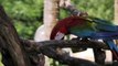 Macaw parrot feeding on a branch,Macaw parrot of red, blue and green