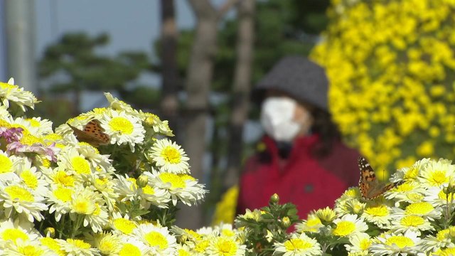 '위드 코로나' 앞두고 가을 정취 따라 '산으로 들녘으로' / YTN