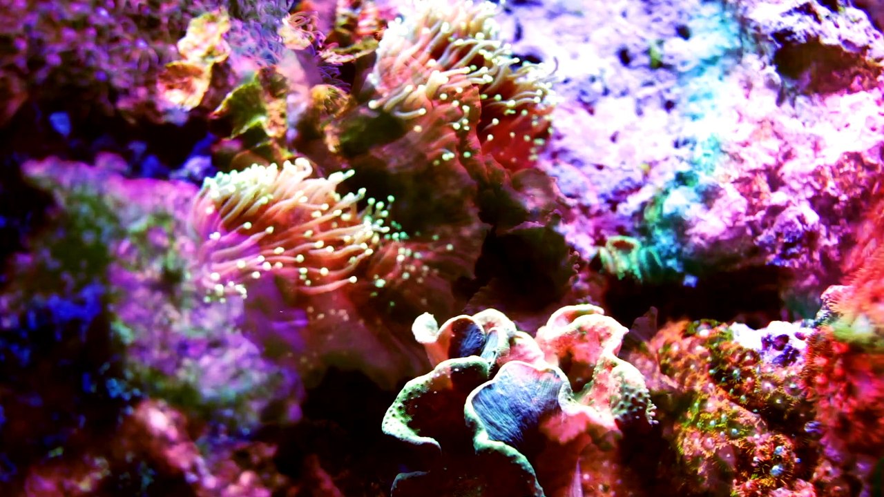 multicolored coral shot with fish projections