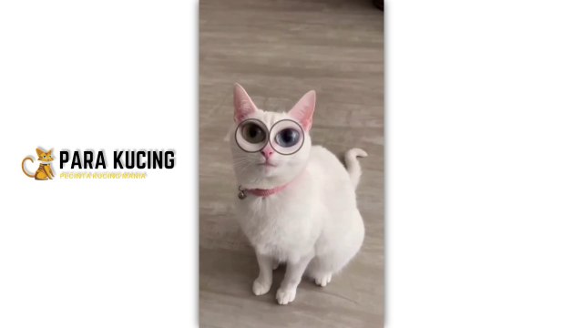 Funny cat Cute Cat Kucing Lucu Kucing Imut | 30 Cat Videos From Tiktok & Reels | #EPISODE3