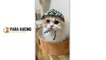 Funny cat  Cute Cat  Kucing Lucu  Kucing Imut  | 30 Cat Videos From Tiktok & Reels | #EPISODE4