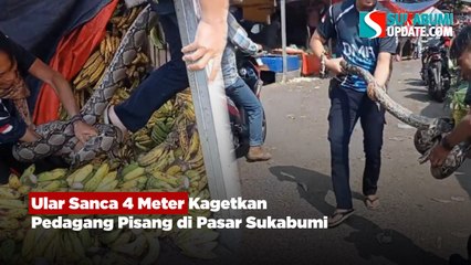 Ular Sanca 4 Meter Kagetkan Pedagang Pisang di Pasar Sukabumi