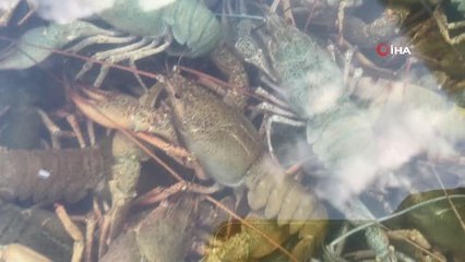 Lüks restoranların vazgeçilmezi kerevit tezgaha indi