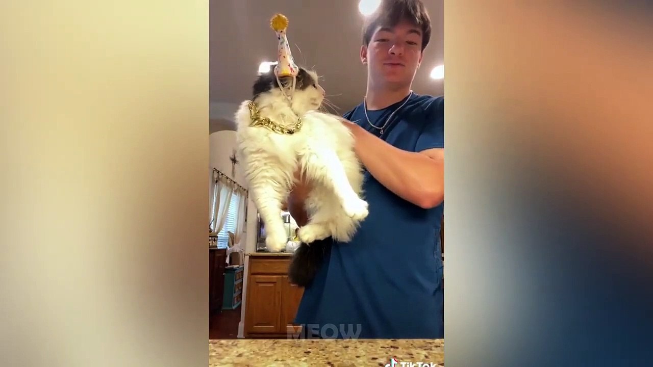 ANGRY Dogs And Cats - Funny Pet Reaction