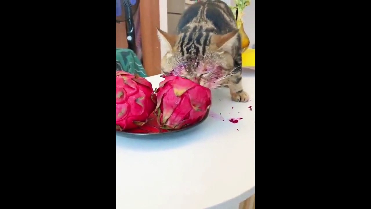 Cat Attack - Cat Reaction Compilation